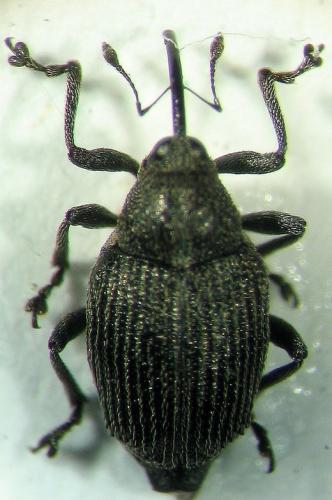 Réf. 18 680 : Ceutorhynchus similis