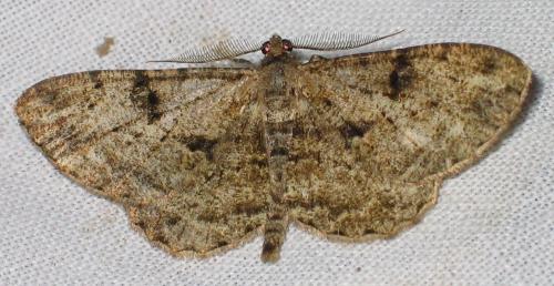 Réf. 18 940 : Peribatodes rhomboidaria
