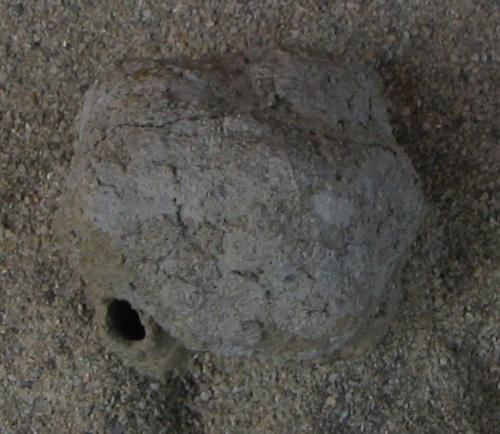 Chalicodoma sp.
