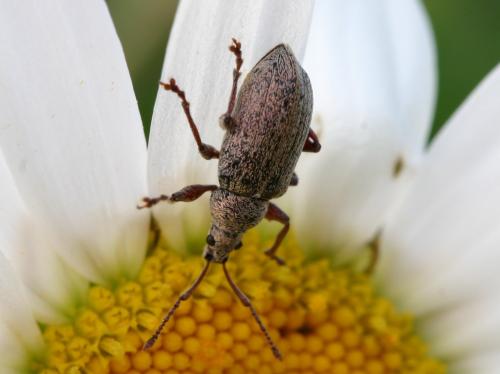 Réf. 18 398 : Phyllobius pyri