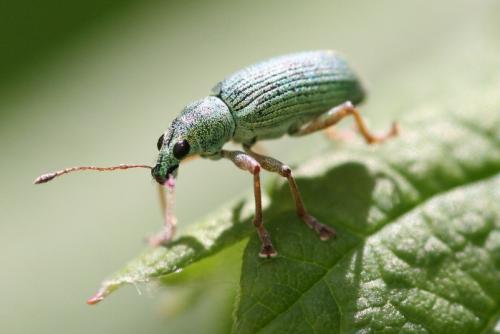 Réf. 18 482 : Polydrusus formosus