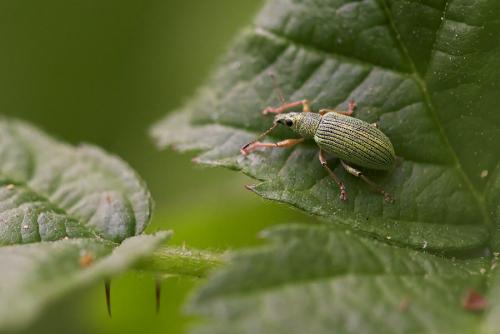 Réf. 18 370 : Polydrusus formosus