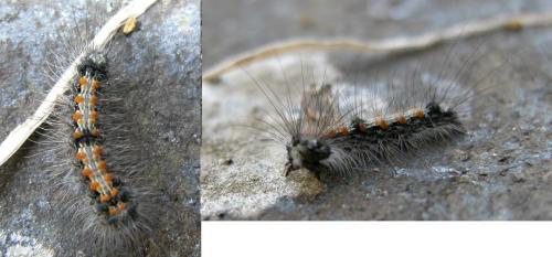 Lithosia quadra