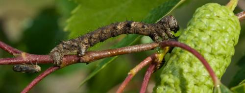 Phigalia pilosaria