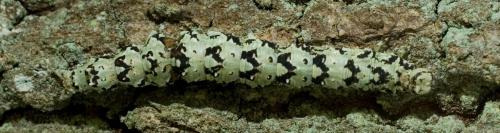 Catocala promissa