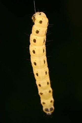 Yponomeuta sp.