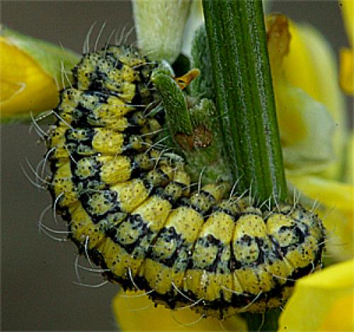 Heterogynis sp.