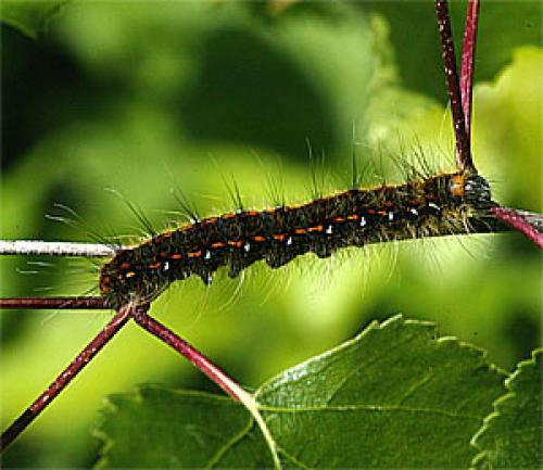 Réf. 18 314 : Trichiura crataegi