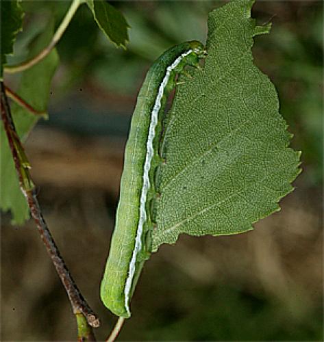 Réf. 18 339 : Orthosia gothica