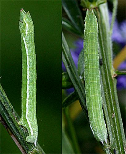 Réf. 18 381 : Pseudoterpna pruinata