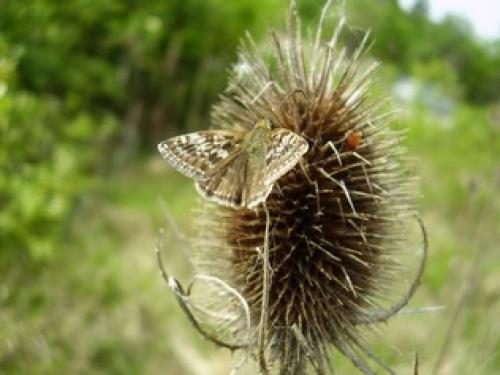 Erynnis tages
