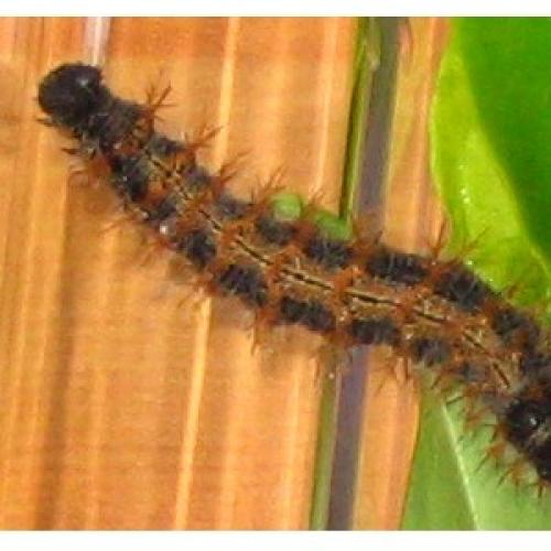 Réf. 18 501 : Nymphalis polychloros