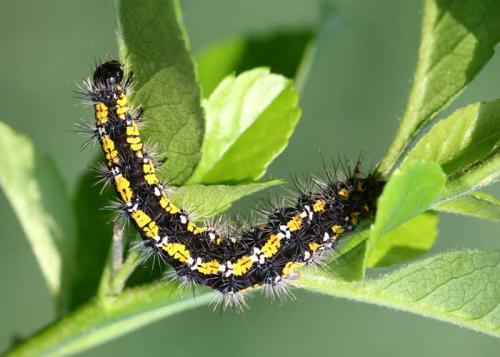 Callimorpha dominula