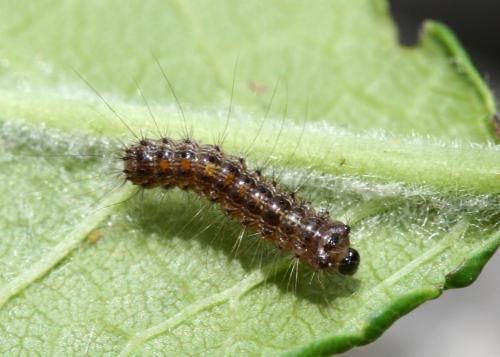 Lymantria dispar