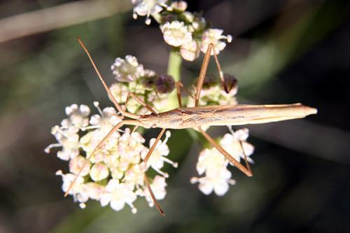 Chorosoma schillingii