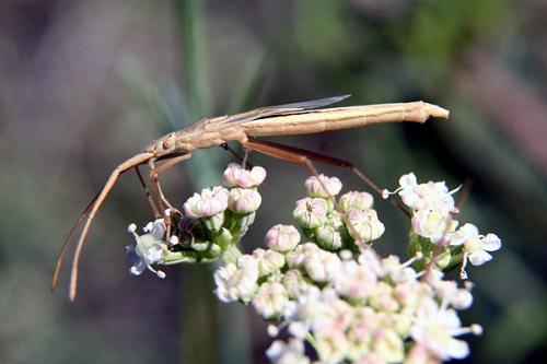 Chorosoma schillingii