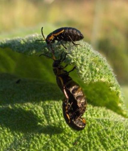 Arima marginata