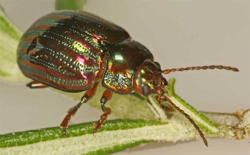 Réf. 18 087 : Chrysolina americana