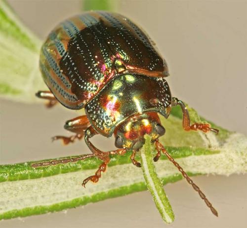 Chrysolina americana