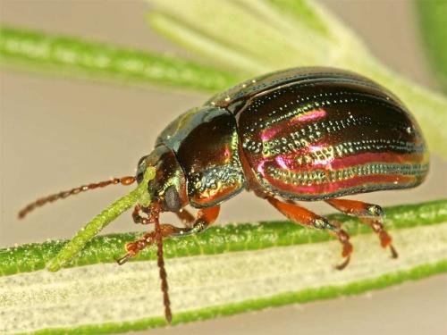 Réf. 18 089 : Chrysolina americana
