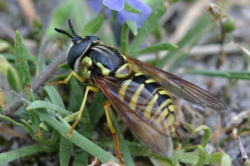 Réf. 18 069 : Chrysotoxum cautum