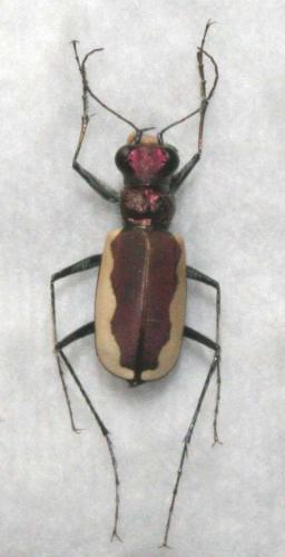 Réf. 18 913 : Cicindela lacteola