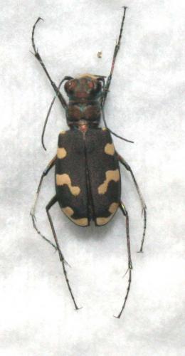 Réf. 18 914 : Cicindela sp.