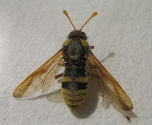 Cimbex quadrimaculatus