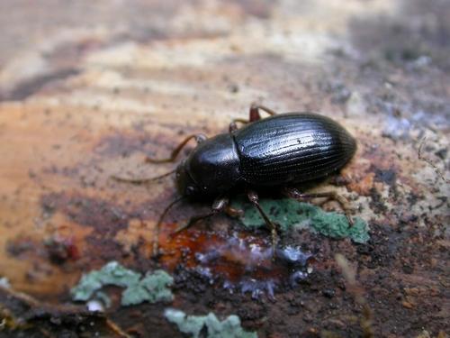 Stenomax meridianus