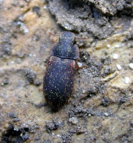 Réf. 18 010 : Colobicus hirtus