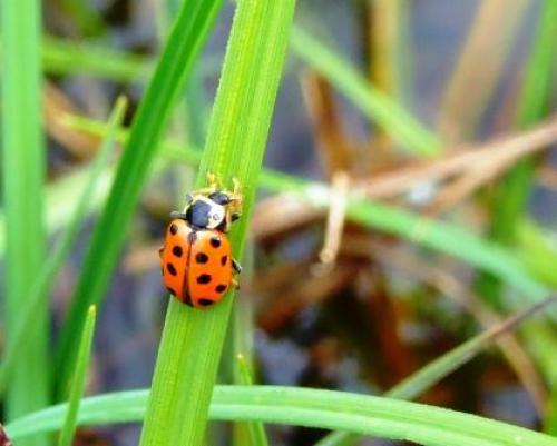 Réf. 18 722 : Hippodamia tredecimpunctata