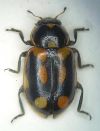 Eriopis sp.
