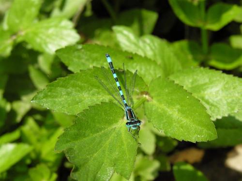 Coenagrion mercuriale