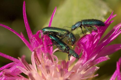 Réf. 18 226 : Psilothrix viridicoerulea