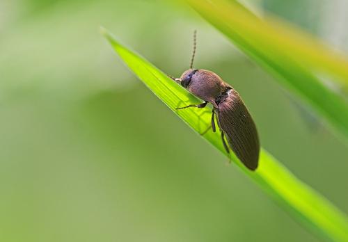 Agriotes lineatus