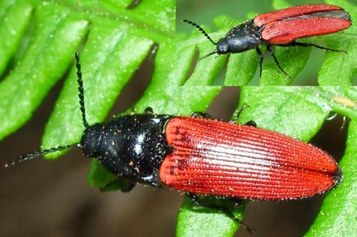 Réf. 18 477 : Ampedus sp.