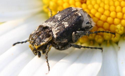 Valgus hemipterus