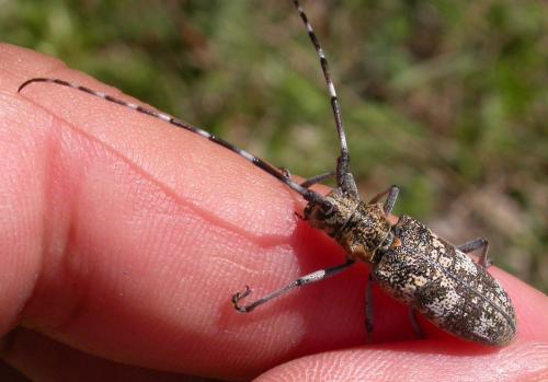 Réf. 18 273 : Monochamus galloprovincialis