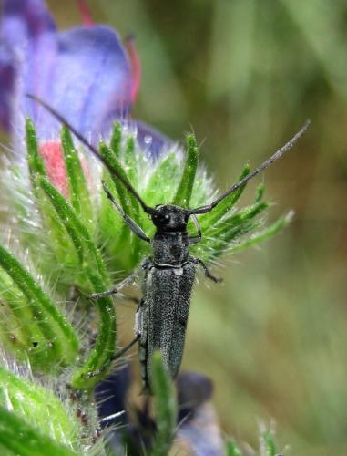 Réf. 18 776 : Opsilia coerulescens