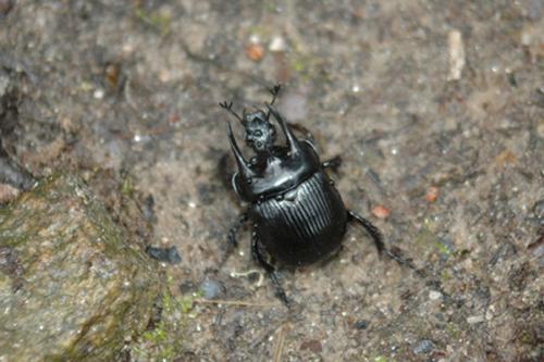Réf. 18 786 : Typhaeus typhoeus