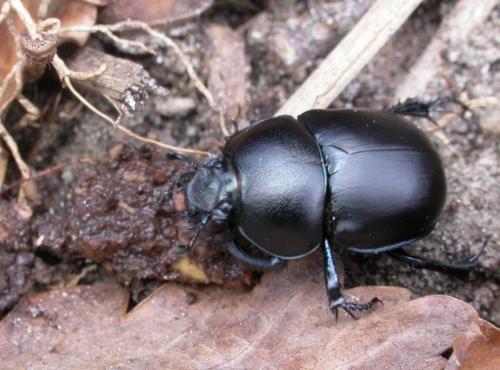 Réf. 18 242 : Trypocopris vernalis