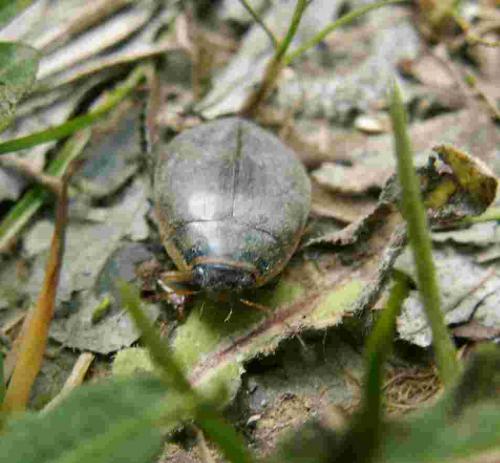 Réf. 18 283 : Graphoderus sp.