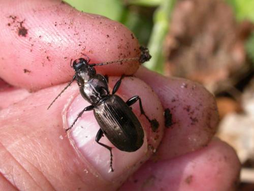 Pterostichus selmanni