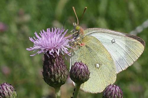 Colias palaeno