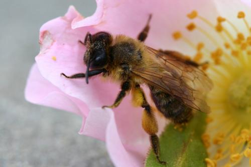 Andrena sp.