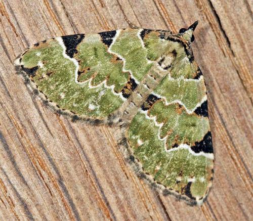 Colostygia pectinataria