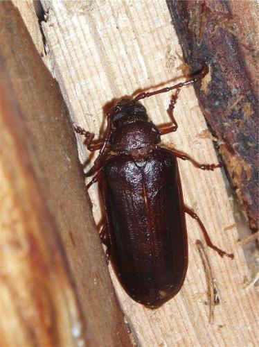 Tragosoma depsarium