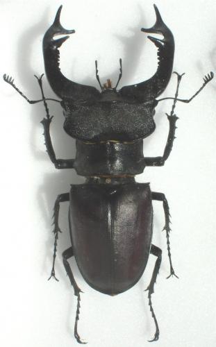 Réf. 18 734 : Lucanus cervus