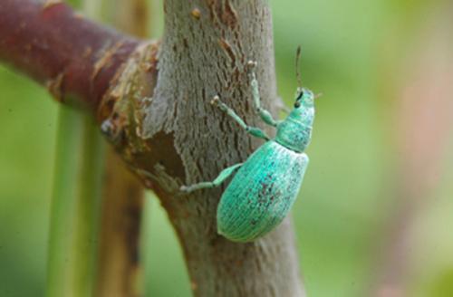 Polydrusus planifrons