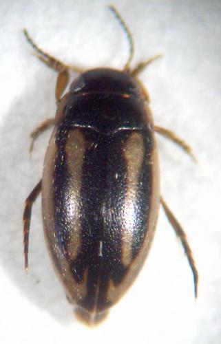 Réf. 18 810 : Graptodytes bilineatus